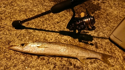 アジとアラハダ