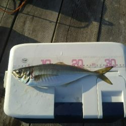 尺アジ釣りに