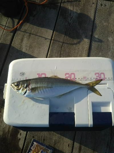 尺アジ釣りに