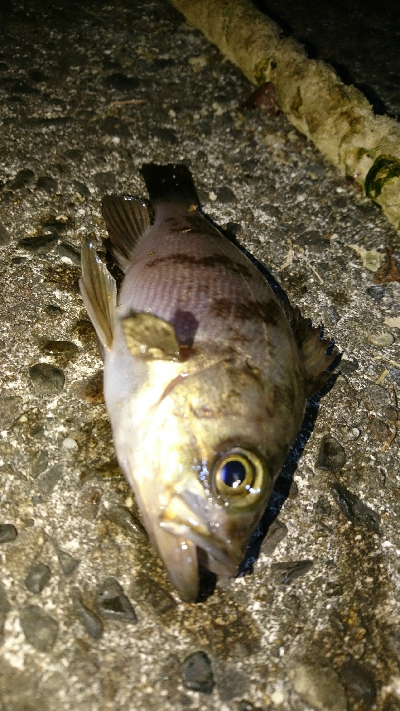 有田ランガン 3