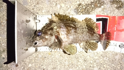 カサゴ３匹(*￣∇￣)ノ