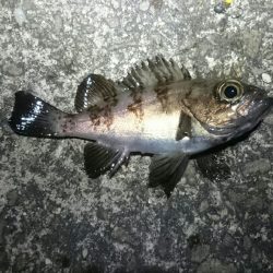 ボウズからの。