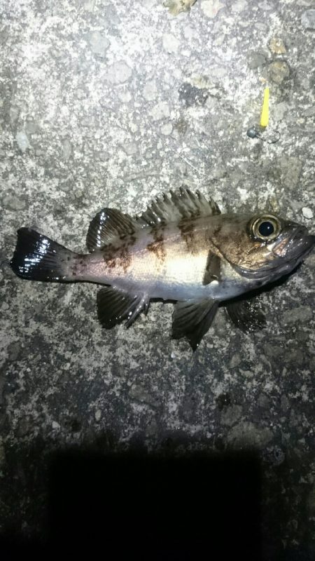 ボウズからの。