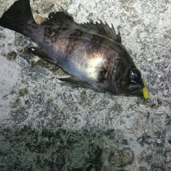 シーバスさえ居なければ？