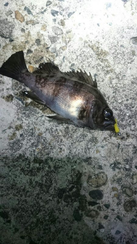 シーバスさえ居なければ？