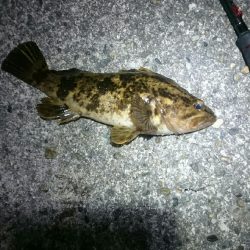 激渋メバリング