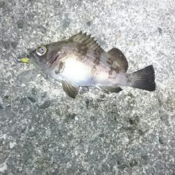 ショートバイト