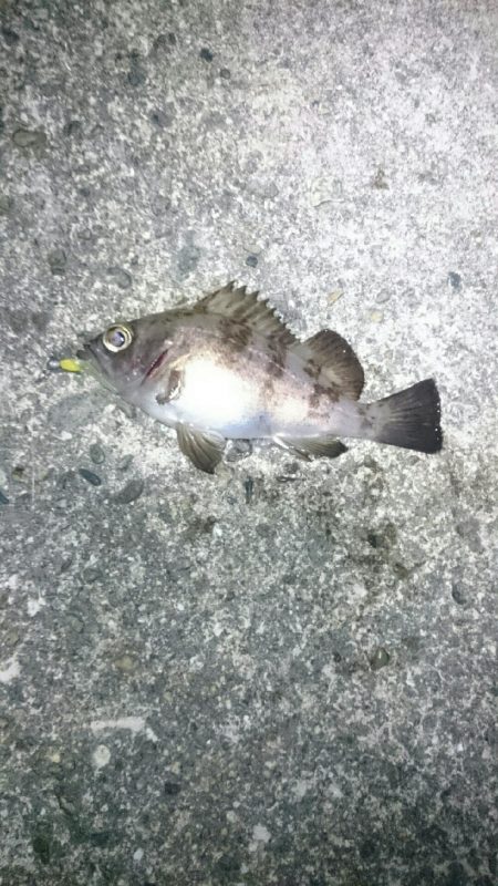 ショートバイト