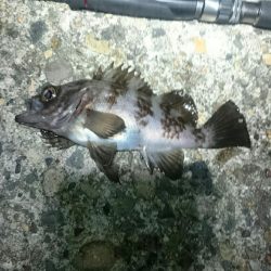 シーバス後ボラ