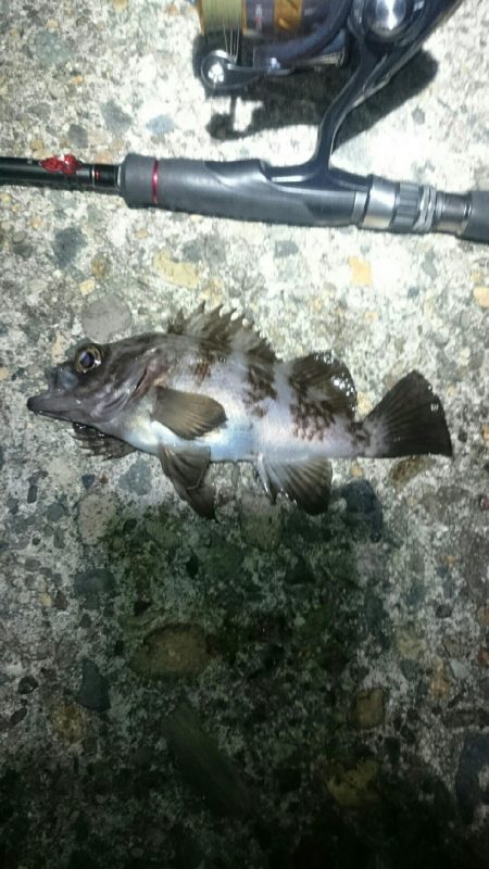 シーバス後ボラ