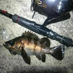 久しぶりのメバル