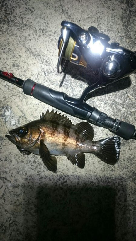 久しぶりのメバル