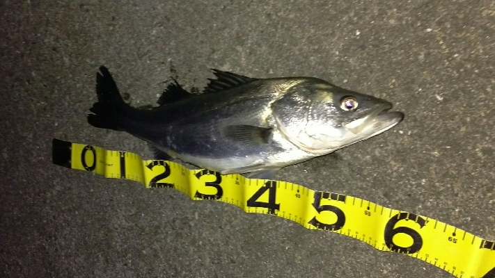 今年初シーバス