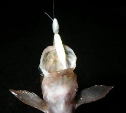 厳しかったけど、なんとかなったぁ！