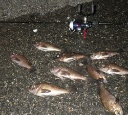 やっぱ、メバリング！