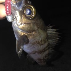 垂水漁港でメバリング！