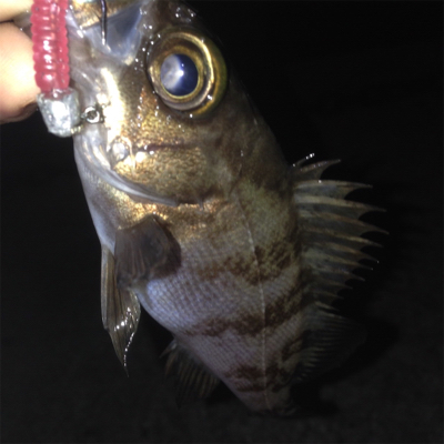 垂水漁港でメバリング！