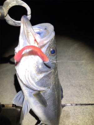 四日市河川シーバス