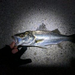 満月メバルはリアクションバイトで…