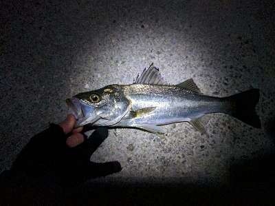 満月メバルはリアクションバイトで…