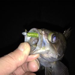 久しぶりのメバル