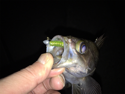 久しぶりのメバル