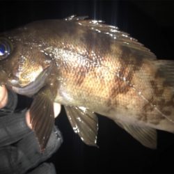 オカッパリと磯