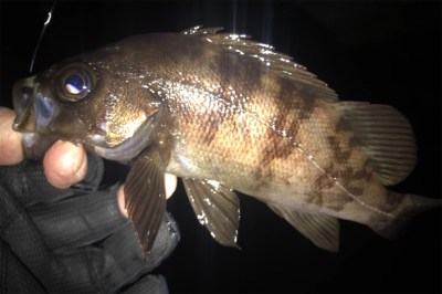 オカッパリと磯