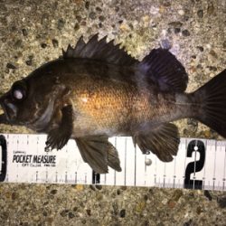 少し上向きメバリング