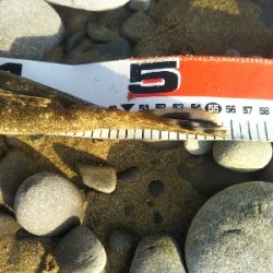 今年初のフラット