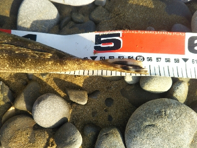 今年初のフラット