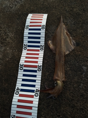 ヤリイカ終盤釣行