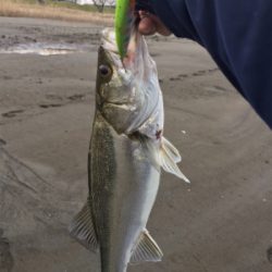 やっと1匹ε-(´∀｀; )