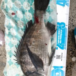 島根半島 手結港 チヌフカセ