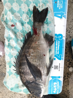 島根半島 手結港 チヌフカセ