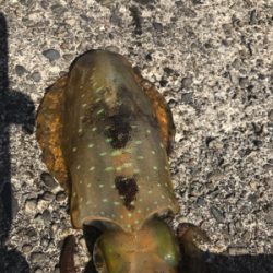 パタパタWヒット