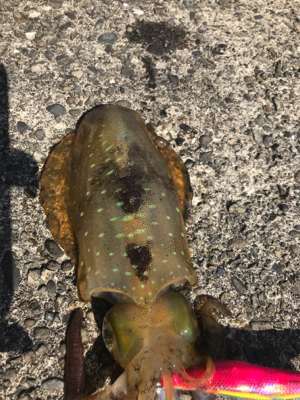 パタパタWヒット