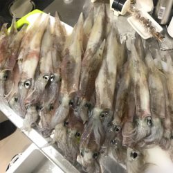 横須賀長井漆山港の光三丸さんからヤリイカ