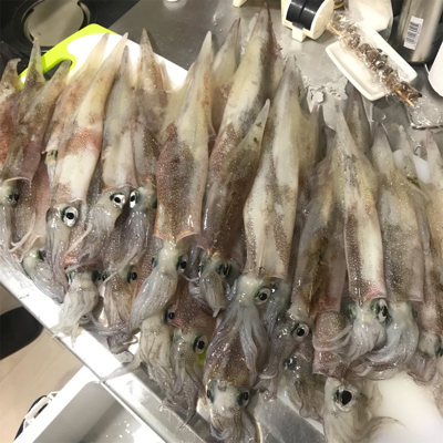 横須賀長井漆山港の光三丸さんからヤリイカ