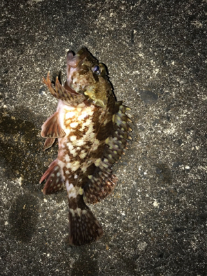 夜に釣りをする。