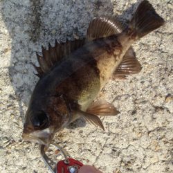 垂水漁港でデイメバル！