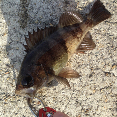 垂水漁港でデイメバル！