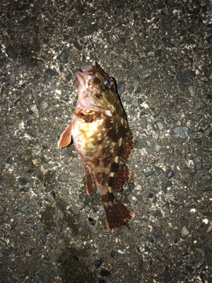 フィッシュラボ ペンペンスリムシャッド。