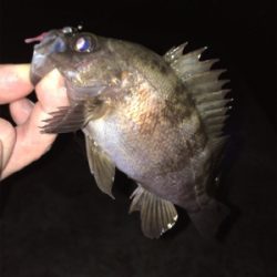 明石でメバリング