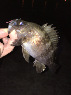 明石でメバリング