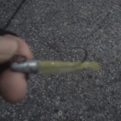 朝マズメ　シーバス