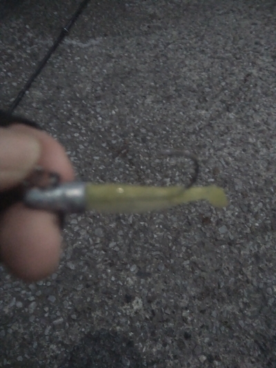 朝マズメ　シーバス