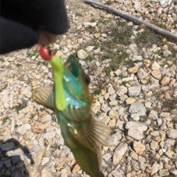 温かい春ですな