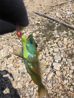 温かい春ですな