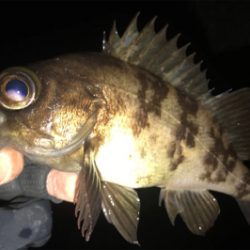 メバリングとエギングランガン